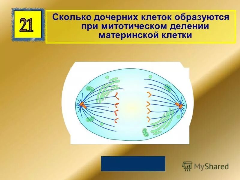 Материнская клетка дочерняя клетка. Сравнительная таблица митоза и мейоза 9 класс биология. Сколько дочерних клеток образуется. Сколько дочерних клеток образуется. Митоз сколько клеток образуется.