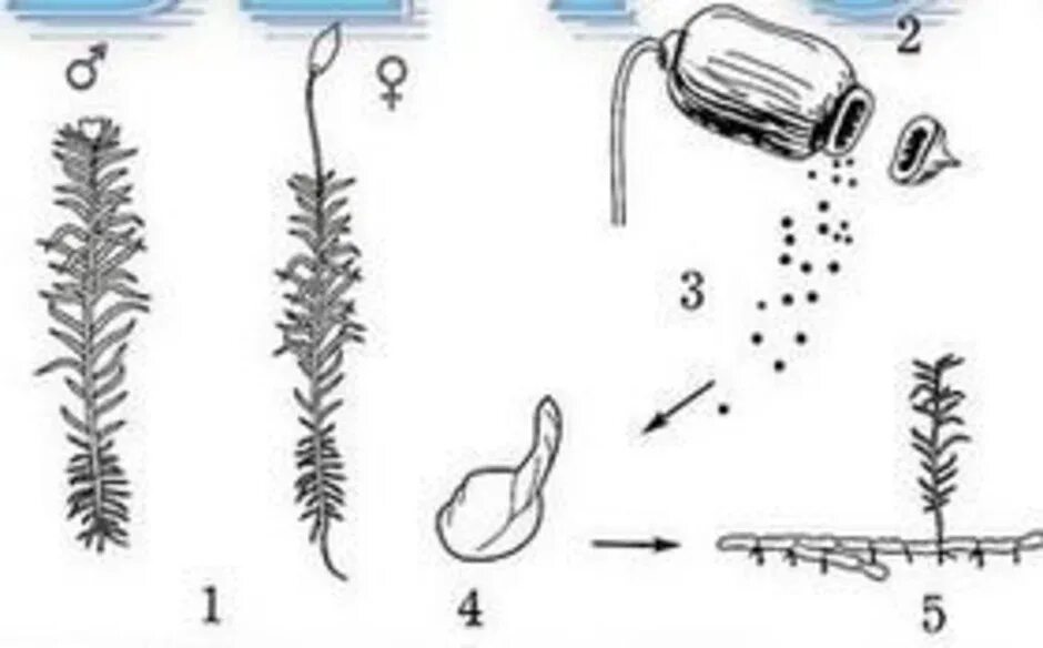 Цикл размножения кукушкина льна. Жизненный цикл мха Кукушкин лен рисунок. Жизненный цикл мха Кукушкин лён с подписями. Размножение Кукушкина льна схема. Размножение мха Кукушкин лен схема.