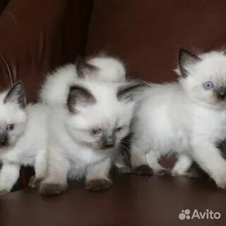 Бесплатные котята сиамская