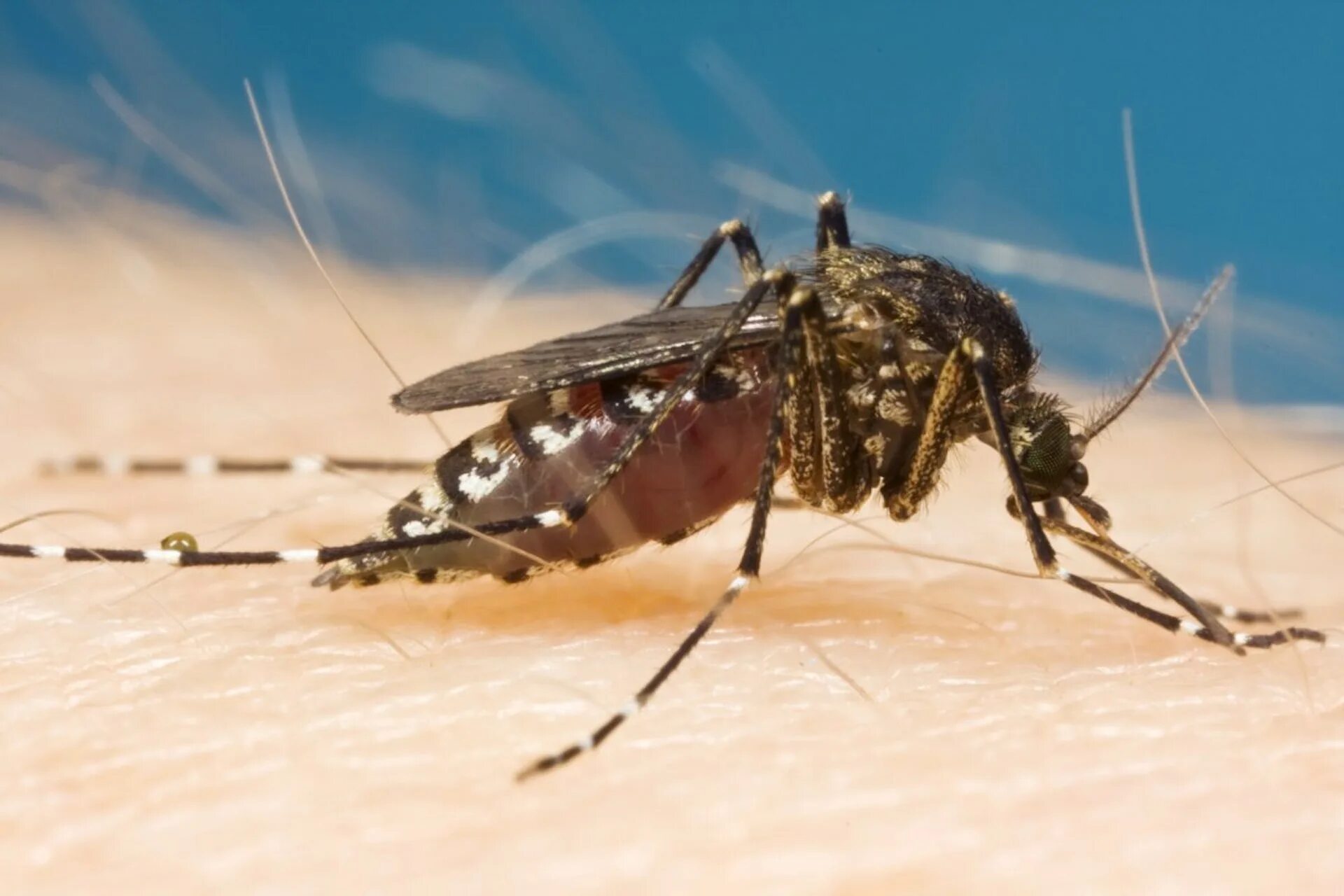 Болотный комар. Комар Aedes. Жирный комар. Энтомология комары. Комаров погуляет