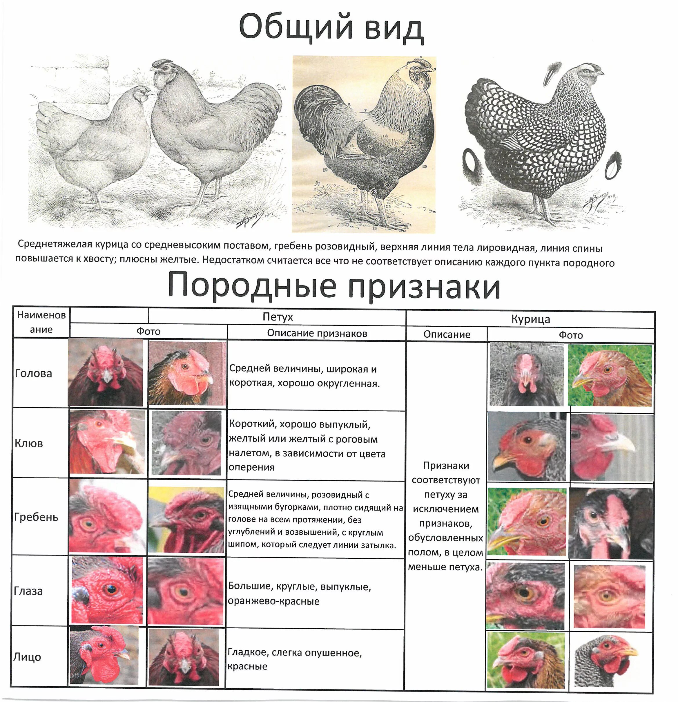 Форма гребня у кур. Разновидности кур. Виды гребней у кур. Розовидный гребень у кур. Типы гребешков у кур.