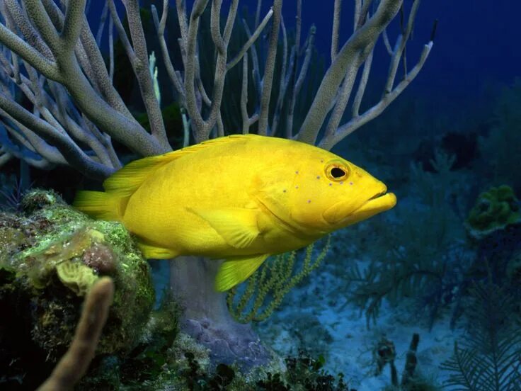 he Yellow Tang (Zebrasoma flavescens) ► Le Chirurgien Jaune (Zebrasoma flavescen