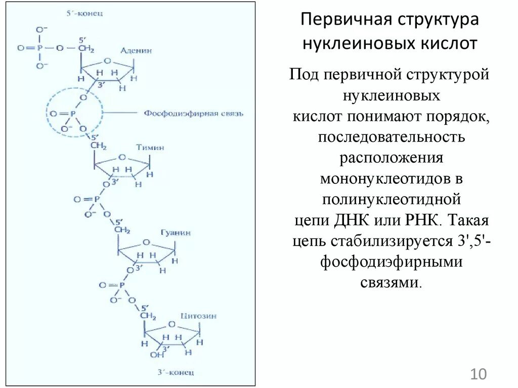 Одно из составляющих днк. Первичная структура нуклеиновых кислот. Первичная структура нуклеиновых кислот первичная. Первичная и вторичная структура нуклеиновых кислот. Вторичная вторичная структура нуклеиновых кислот.