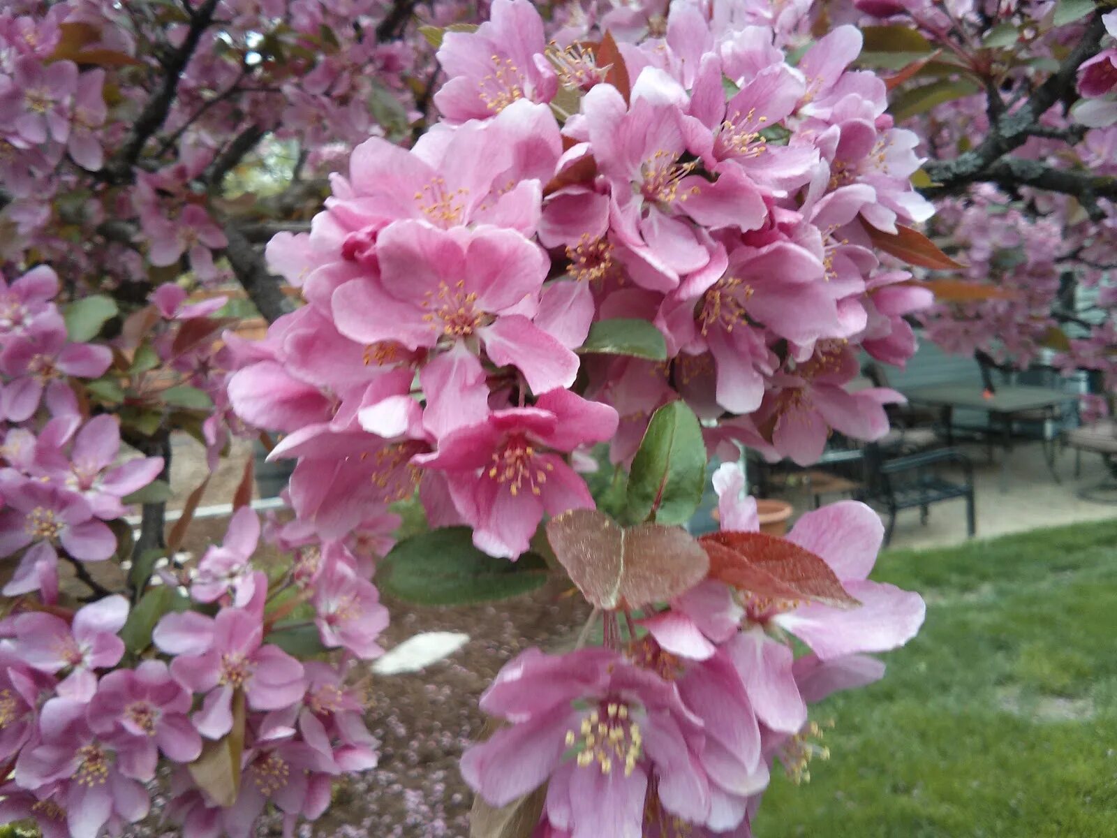 Crab apple tree
