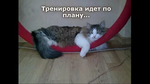 Подготовка пошло