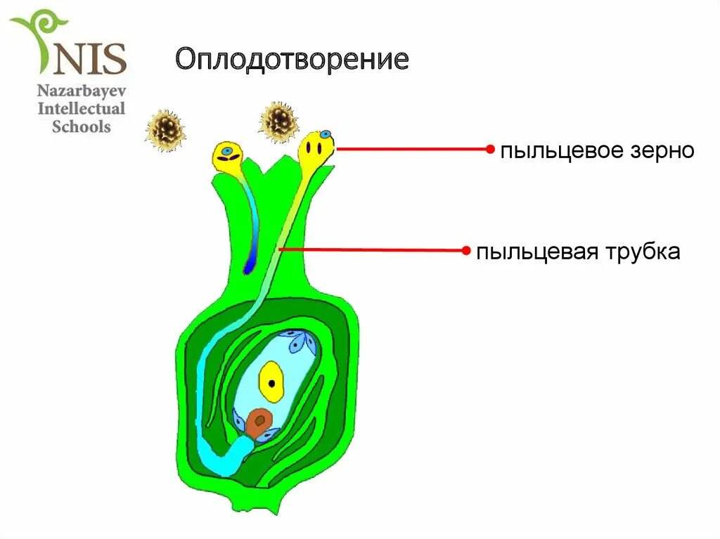 Значение двойного оплодотворения у цветковых. Биологическая роль двойного оплодотворения. схема двойного оплодотворения. двойное оплодотворение рисунок. строение цветка двойное оплодотворение.