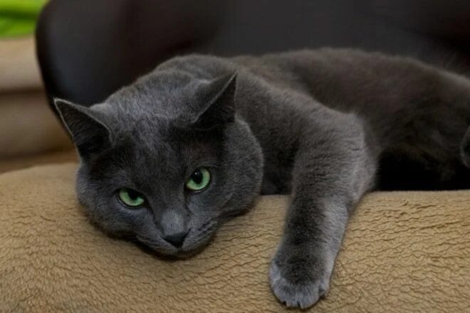 Russian Blue Cat on White Wicker Armchair Фотографія Stock Adobe Stock
