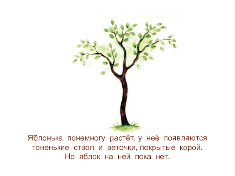 Яблонька текст. Рисунок история одной яблоньки. Ушинский Яблонька. Яблоня Ушинский. История яблоньки Ушинский.