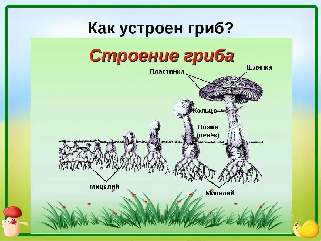 Строение съедобного гриба. Грибы мицелий строение гриба. шляпочные грибы грибница. строение шляпочного гриба мицелий. строение гриба с грибницей.