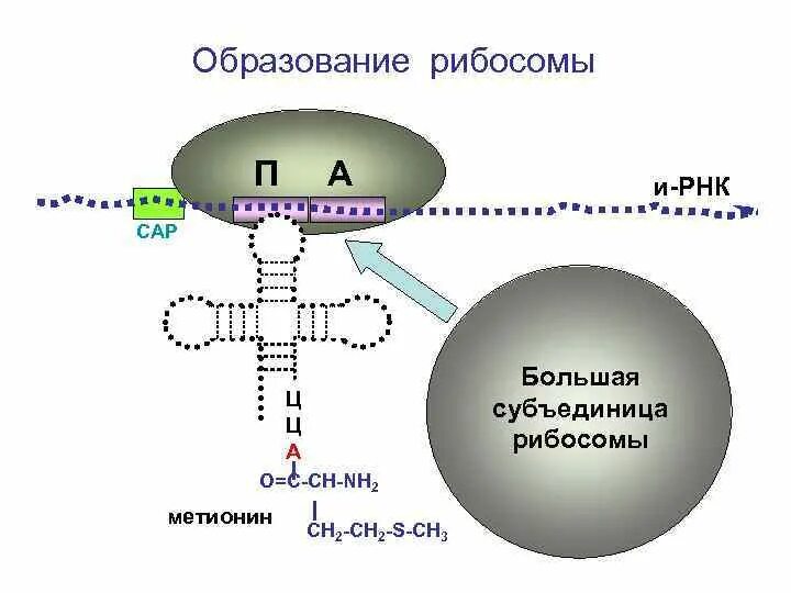 Рибосомы функции образования. Инициация трансляции. Формирование субъединиц рибосом происходит в. Образование рибосом. Формирование субъединиц рибосом происходит в.