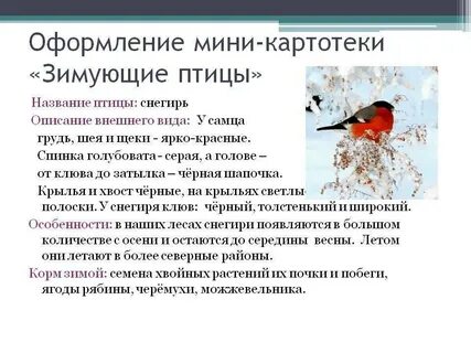 Снегирь описание для детей
