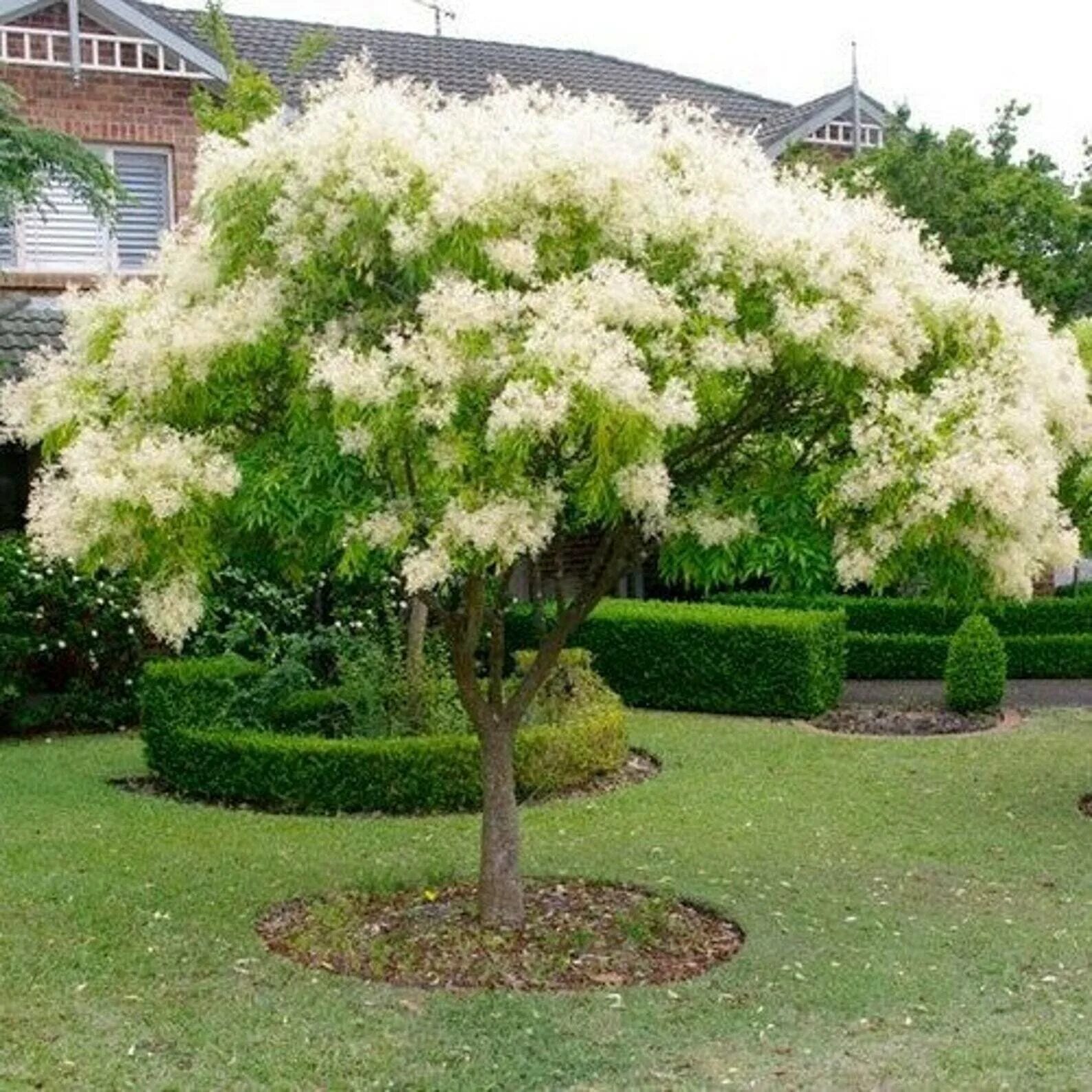 Кустарники похожие на деревья. Ясень манновый. Ясень манновый (Fraxinus ornus). Ясень манный. Ясень манный дерево.