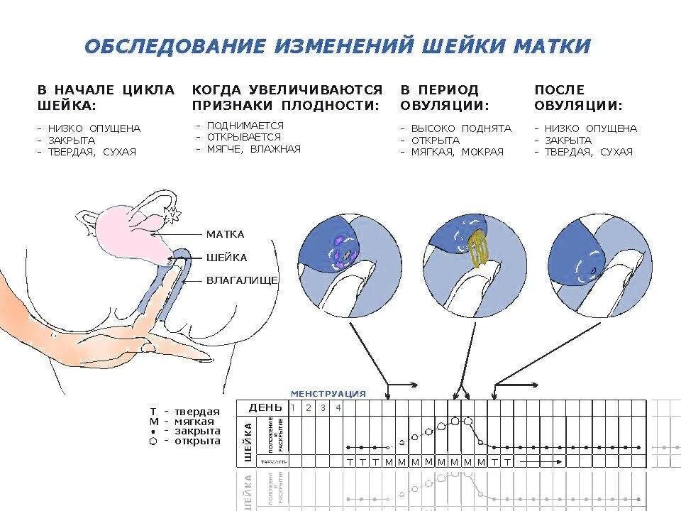 Как понять когда овуляция. Овуляция признаки беременности. Месячные беременность овуляция. Как определить овуляцию у женщин. Выделения после овуляции форум если зачатие произошло