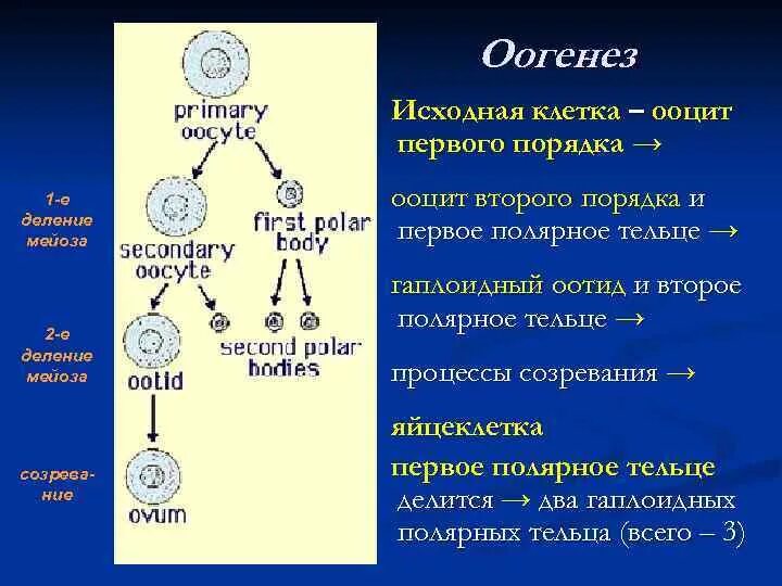 Созревание полярных телец. Ооцит 2 порядка мейоз. Ооциты первого порядка период оогенеза. Ооцит 1 порядка и ооцит 2 порядка. Ооциты первого порядка набор хромосом.