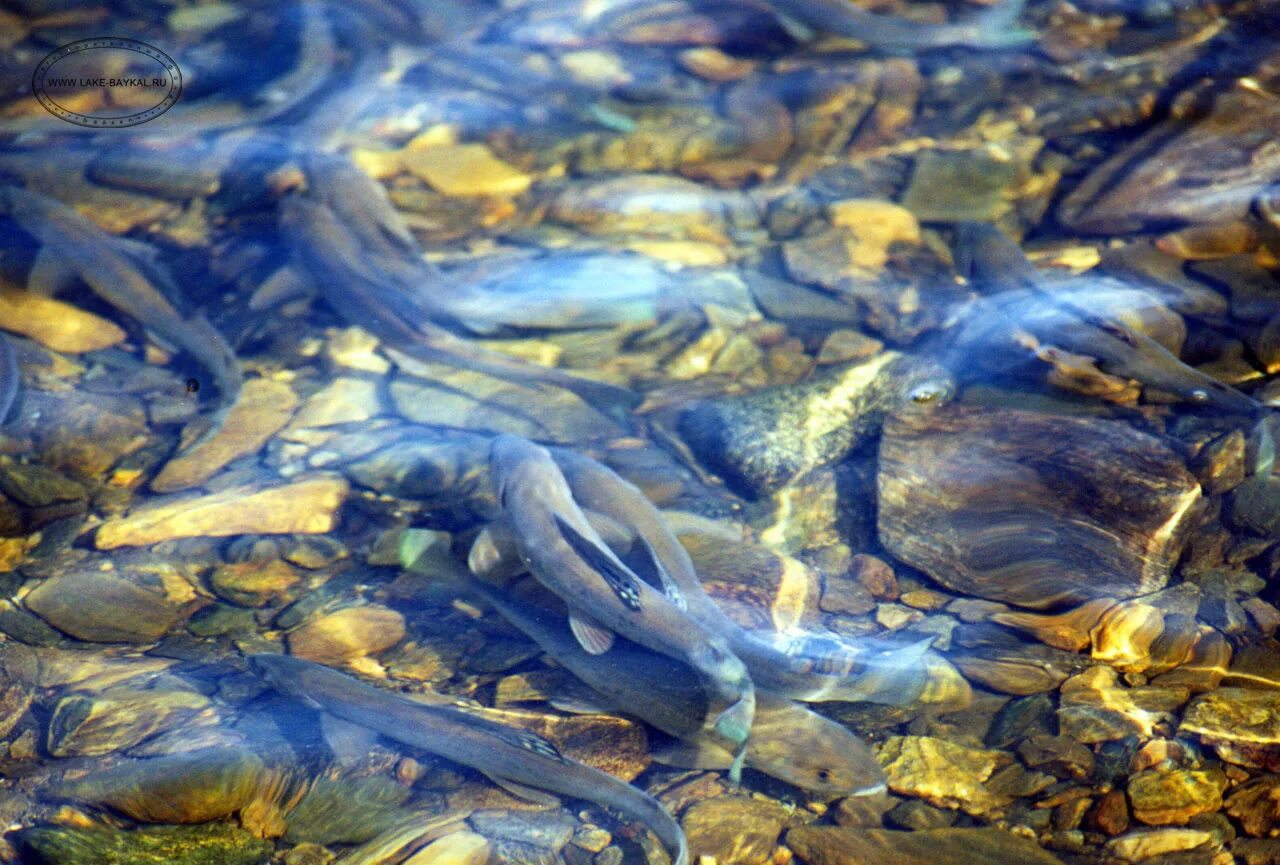 рыбы озера байкал. нерест омуля на байкале. нерест омуля. омуль байкальский нерест. нерест омуля.