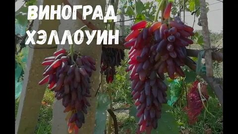 Виноград хэллоуин