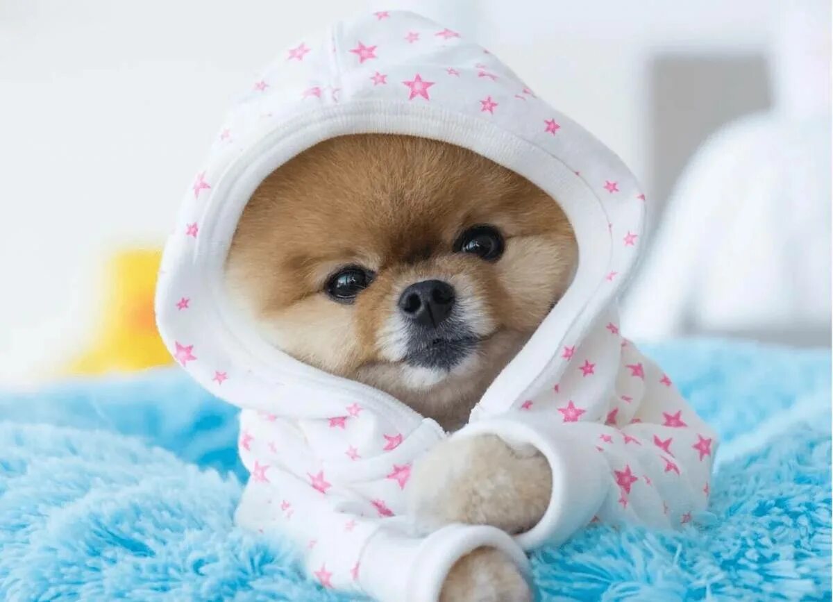 Покажи милые. Померанский шпиц jiffpom белый. Миленькие собачки. Милые щенки. Красивые маленькие собачки.
