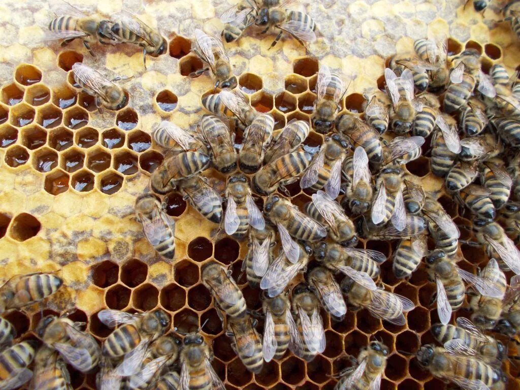 Жизнь домашних пчел. Домашние пчелы. Мед Северной пчелы. Разведение пчел. Пчеловодство для начинающих.