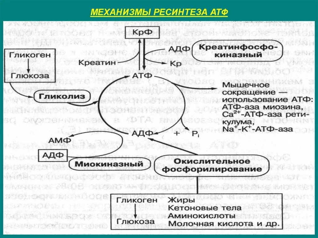 Механизм ресинтеза атф. Механизм ресинтеза АТФ биохимия. Аэробный путь ресинтеза АТФ схема. Биохимические критерии оценки аэробного ресинтеза АТФ. Основные пути использования АТФ.