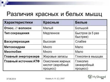 Разные типы мышечных волокон