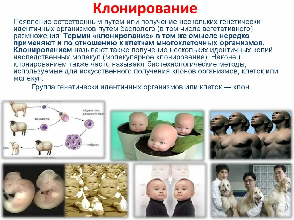 Направление клонирования. Направление клонирования