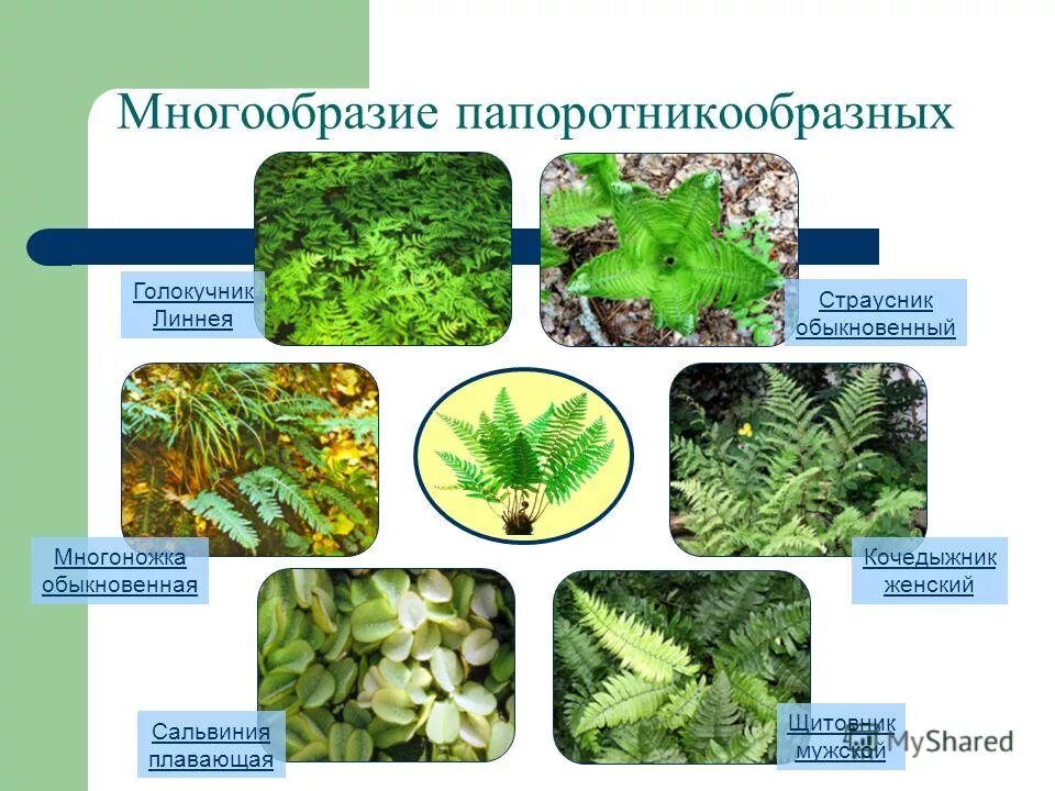 Разнообразие папоротникообразных. Отдел Папоротникообразные представители. Представители папоротникообразных. Классификация папоротникообразных. Тундра и тайга богаты папоротникообразными