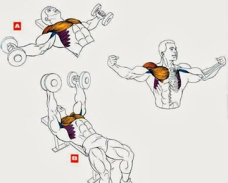 Накачать грудные гантелями. Как качать грудные мышцы гантелями. Упражнение для прокачки грудных мышц гантелями. Как накачать грудные мышцы в домашних условиях гантелями. Упражнения на грудную мышцу разводка гантелей.
