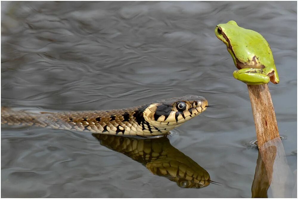 Змея съевшая лягушку. Змея и лягушка. Лягушки на змее. Земноводные змеи. Змеи и Жабы.