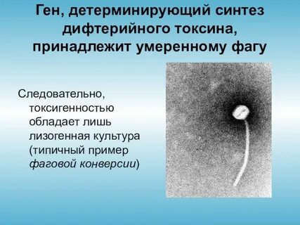Генетически детерминировано