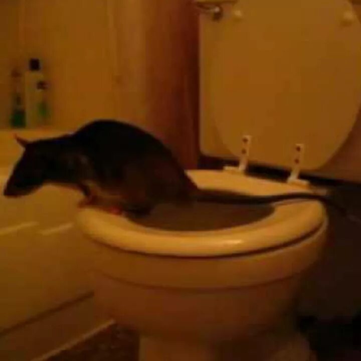 Крыса в унитазе. Крыса в унитазе. Змея выползла из унитаза. Мыши в квартиру через туалет. Крыса в унитазе.