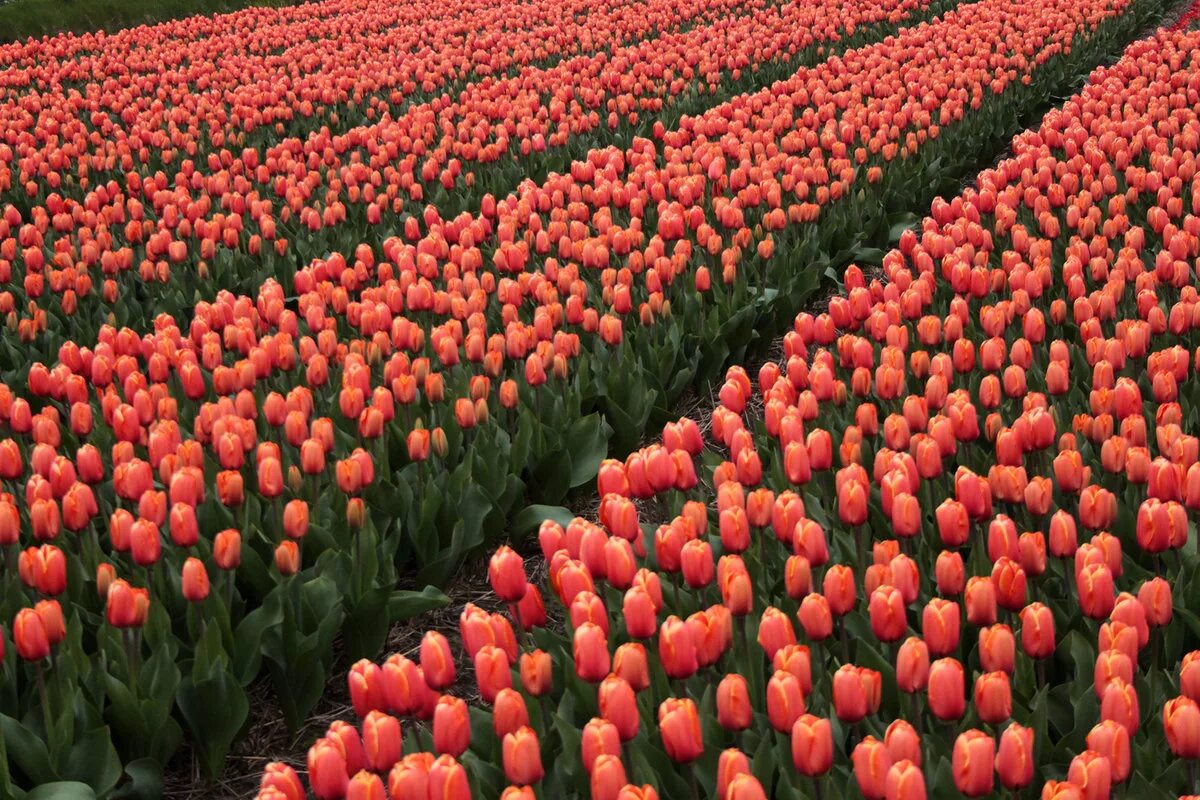 За сколько вырастают тюльпаны. Голландия тюльпаны. Тюльпановые поля в Голландии. Голландия Родина тюльпанов. Тюльпановые луковицы в Голландии.