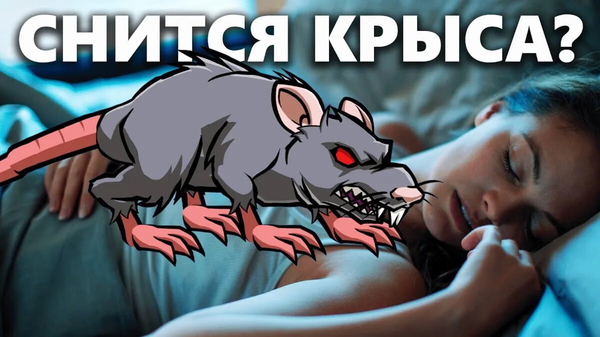 К чему снится что кусают мыши. К чему снятся крысы. Крыса во сне к чему снится.