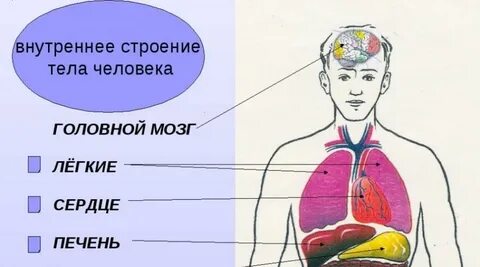 Что изучает внутреннее строение