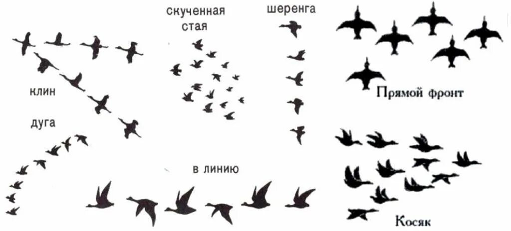 Типы стай перелетных птиц. Скученная стая перелетных птиц. Перелетные птицы Кок летают. Форма полета стаи птиц.