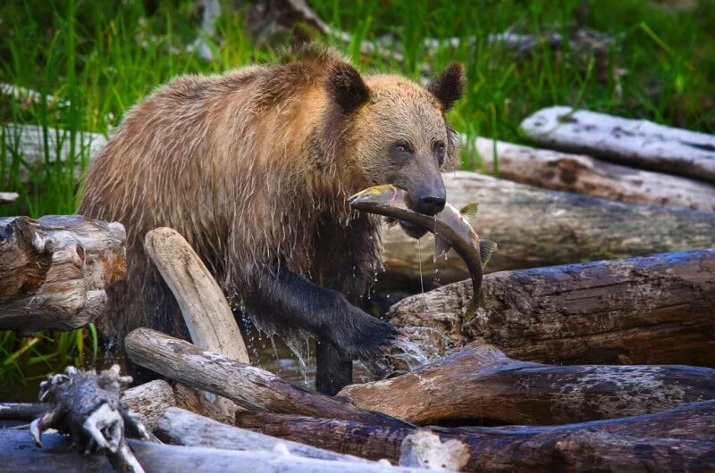 монерон сивучи. остров кунашир медведи. курильские острова фауна. животные сахалина. сивучи камчатка.