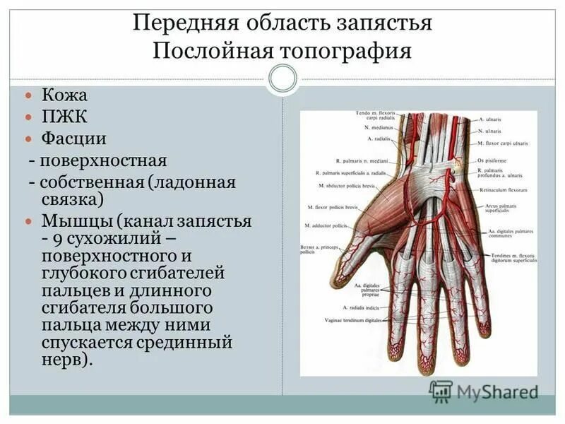 Мышцы предплечья анатомия 1 слой. Поверхностный сгибатель пальцев схема. Сухожилие поверхностного сгибателя пальцев. Сгибатели кисти и пальцев мышца функции. Дистальные мышцы конечностей.