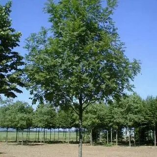 Ясень крона