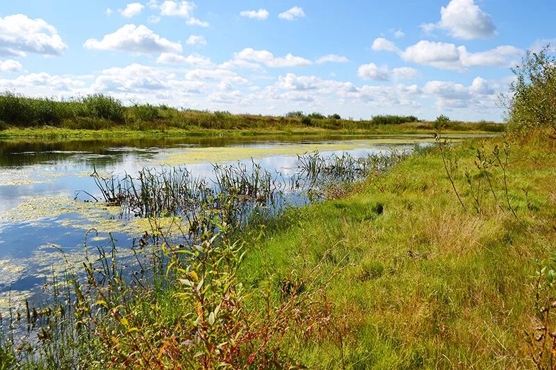 Полесье низменность. Полесская низменность. Полесский национальный парк польша. Западное полесье беларусь. Полесская+провинция+беларуси.