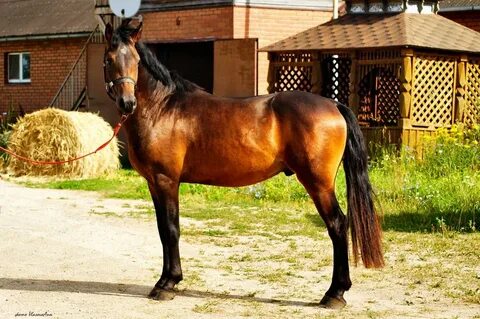 Horse sale