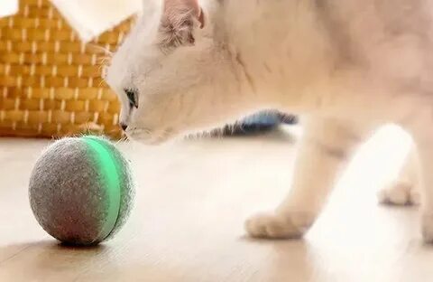 Котик с мячиком
