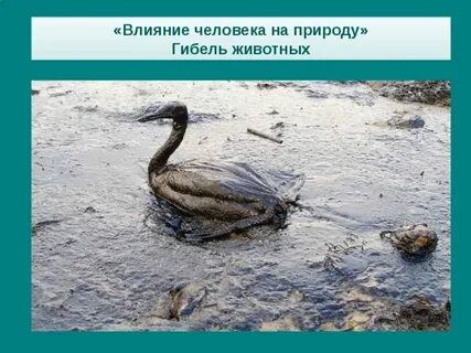 Воздействие на животный и растительный мир