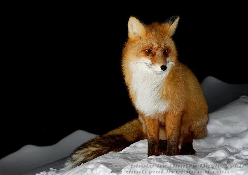 Лиса ночью. Животные ночью. Лисица в городе. Звери в лесу. Лисенок ночью.