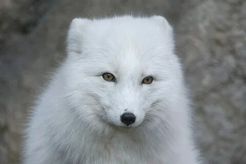 Письменные принадлежности песца