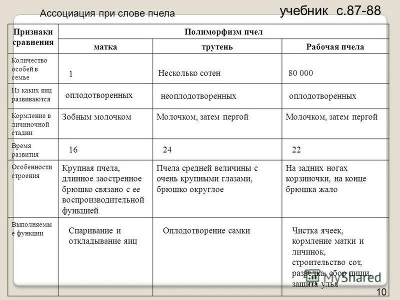 Характеристика особей пчелиной семьи. Особенности строения матки пчелиной семьи. Особенности строения матки пчелы. Таблица характеристика пчелиной семьи. Биология 7 класс основные темы