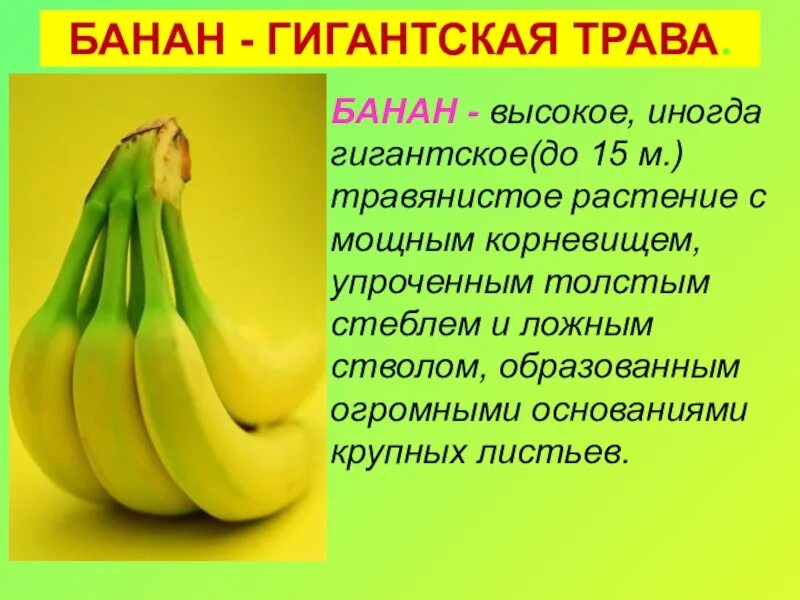 Старый и новый свет биология. Банан доклад. Банан для презентации. Бананы тема для презентаций. Банан растение описание.