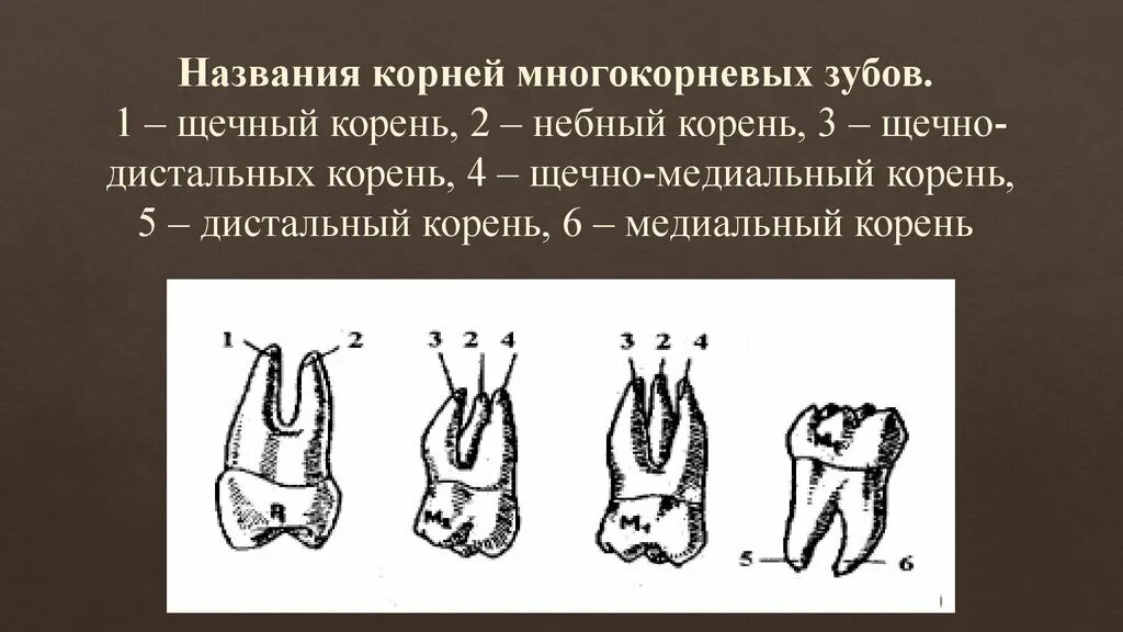 Как называются корни зубов