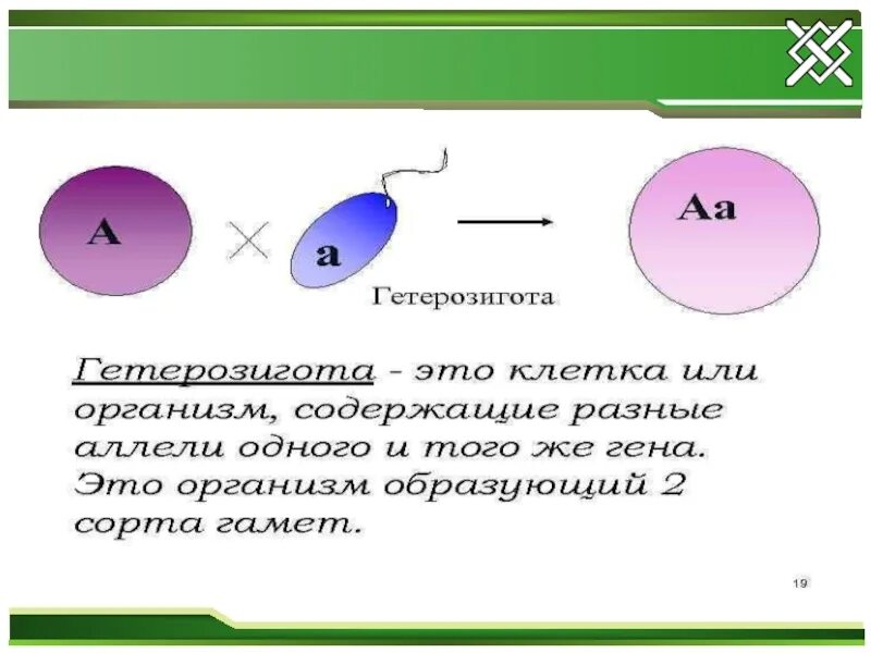 Определение гетерозигота. Гомозигота и гетерозигота это. гетерозиготность это в генетике. гетерозигота пример. гетерозиготный это в биологии.