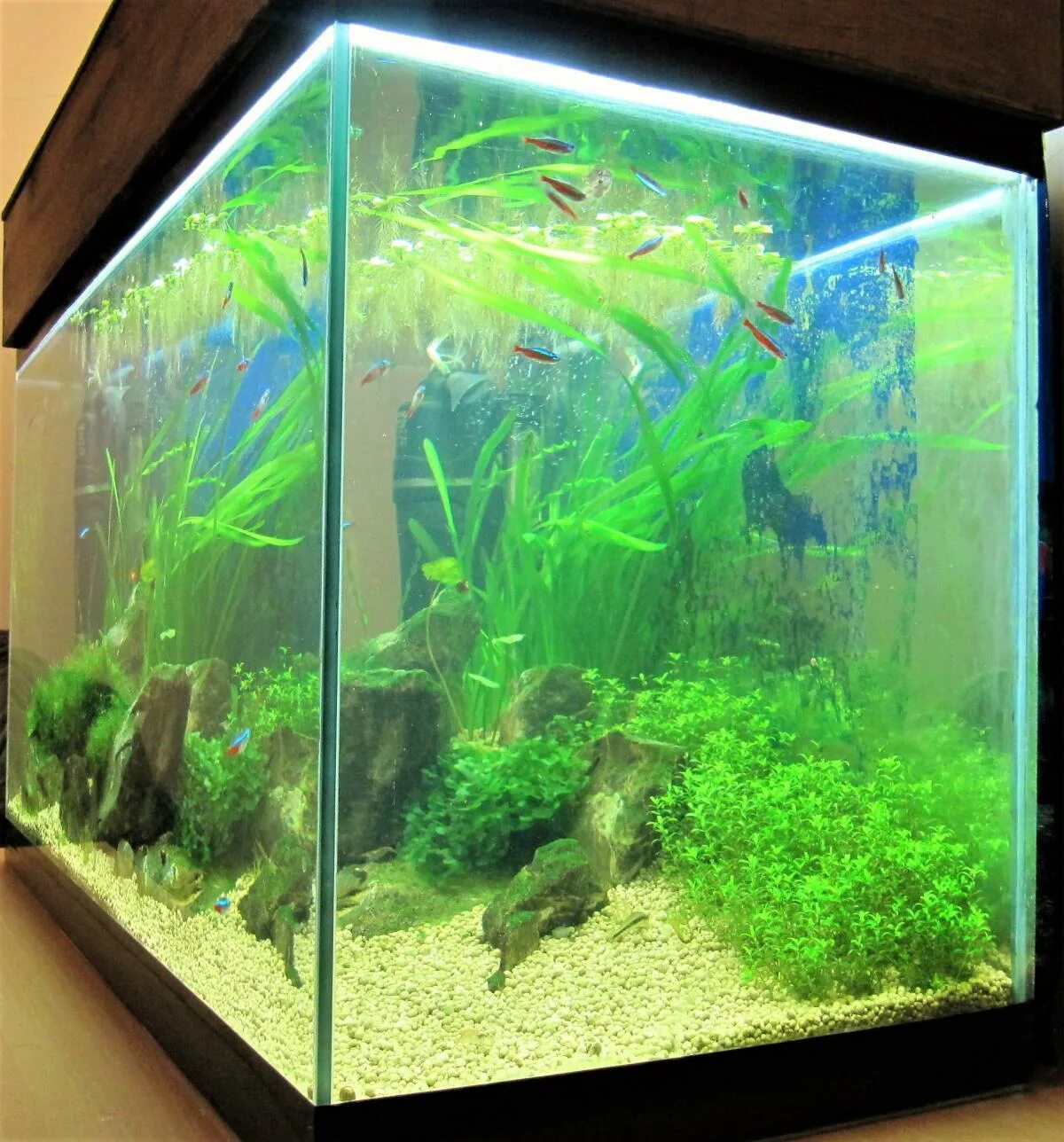 Грязный аквариум. Запуск аквариума. Зелень на стекле аквариума. Аквариум с покрытым стеклом. Почему аквариум покрылся