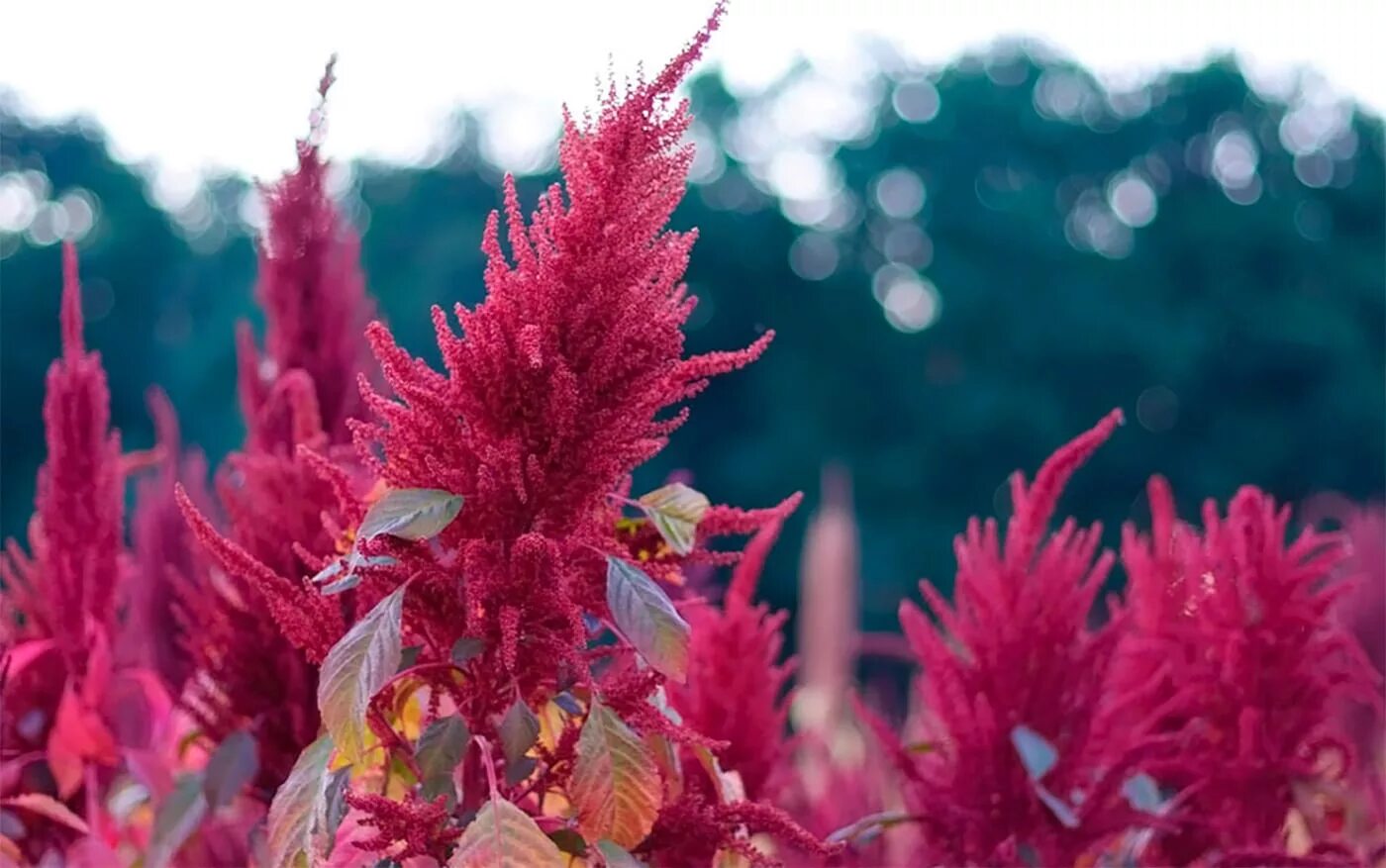 Амарант метельчатый ред кафедрал. Amaranthus paniculatus амарант метельчатый. Амаран. Листья амаранта. Амарант хвостатый.
