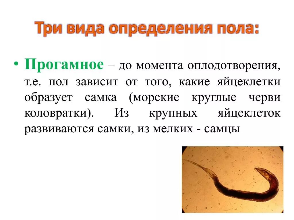 Типы определения пола прогамный сингамный эпигамный примеры Генетика пола. Генетический механизм определения пола. Наследование сцепленное с
